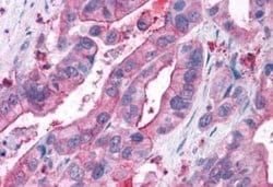 NPY5R Antibody, Novus Biologicals 50 &mu;g; Unconjugated:Antibodies, Polyclonal